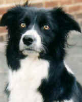 Flynntastic Flo.jpg (10724 bytes)