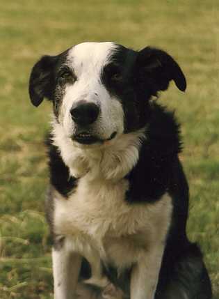 blaze.jpg (11984 bytes)