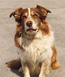 robbie.jpg (12036 bytes)