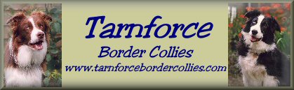 tarnforcebanner.jpg (19120 bytes)